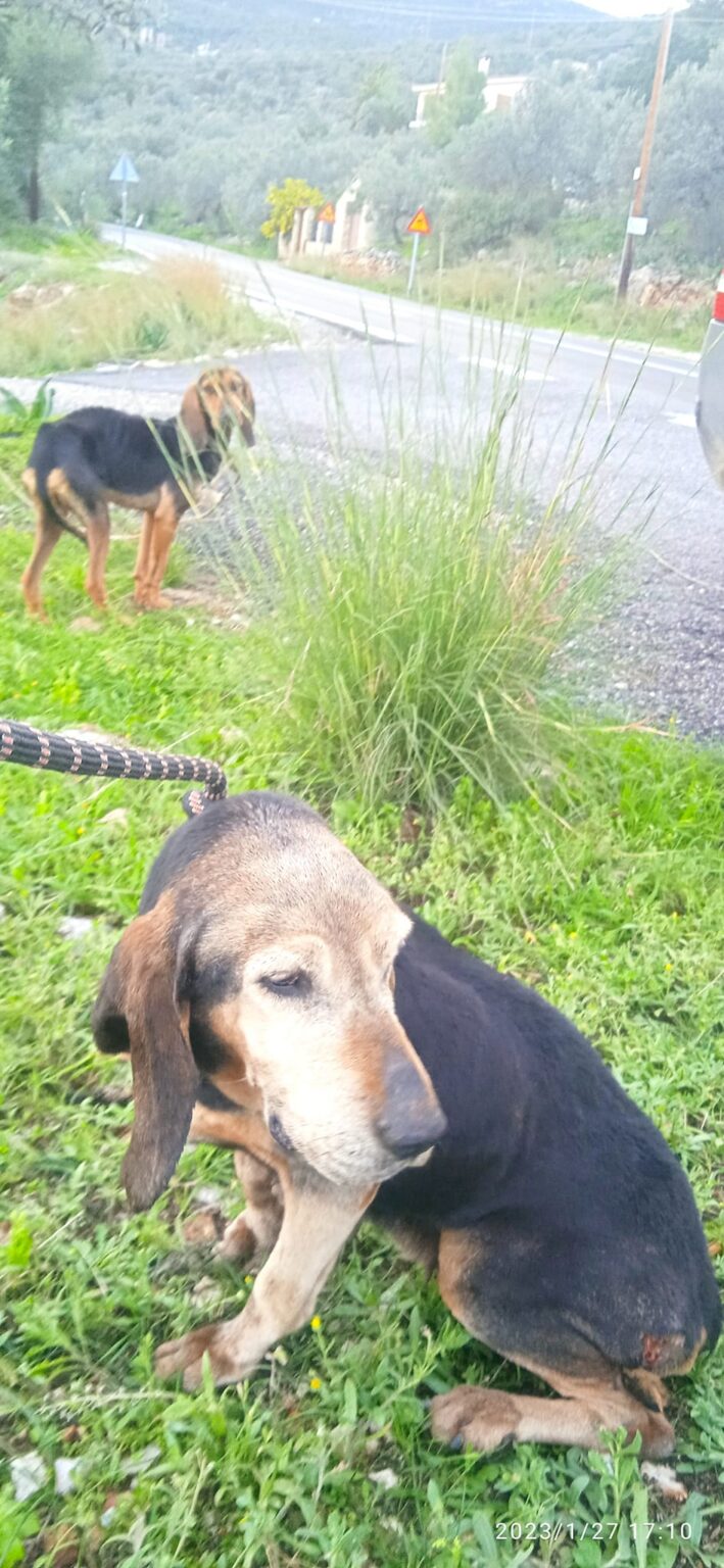 Τα εγκαταλελειμμένα κυνηγόσκυλα των ελληνικών βουνών-1