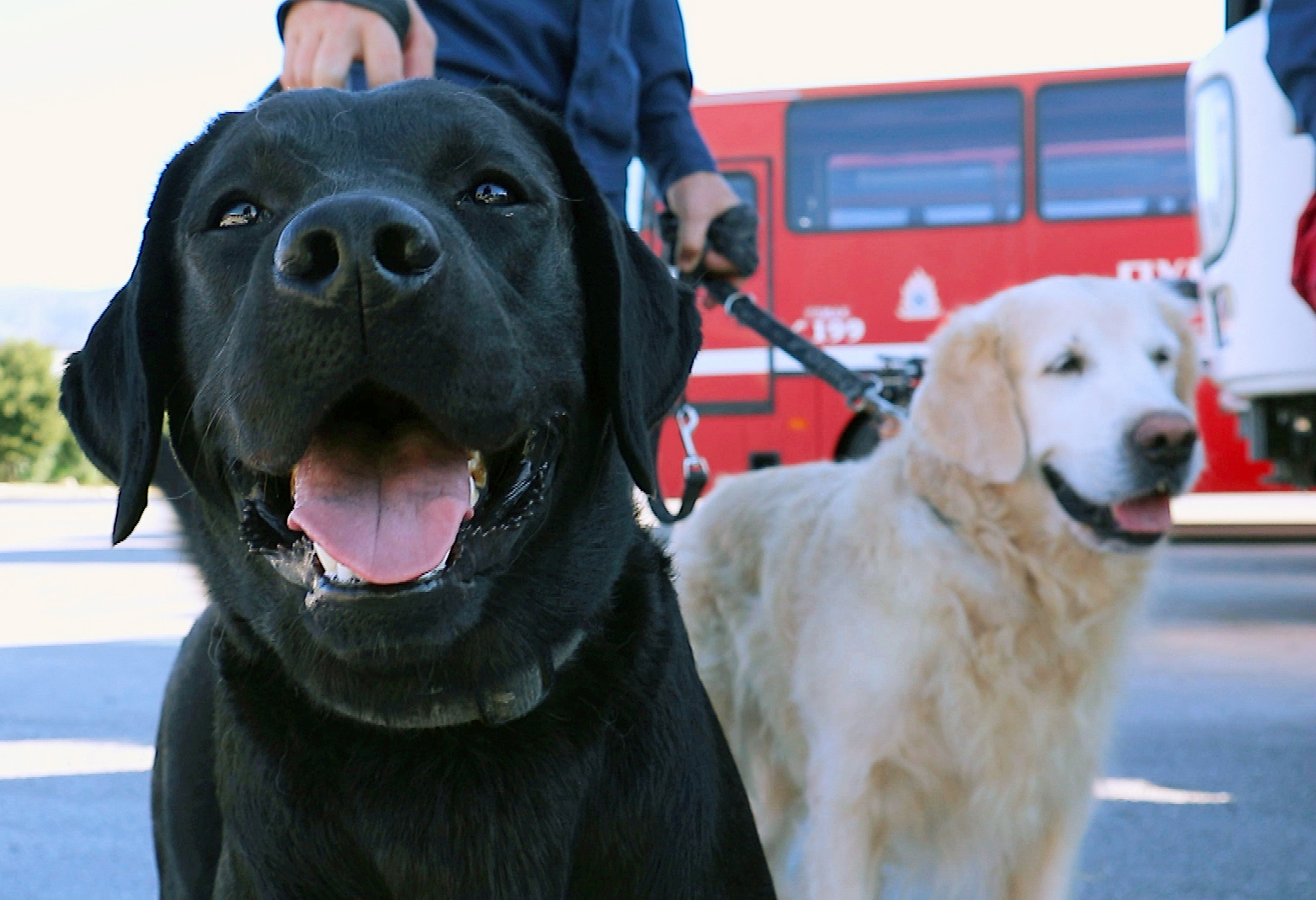 σεισμός-στην-τουρκία-ο-βίκτωρας-σώζει-562271239