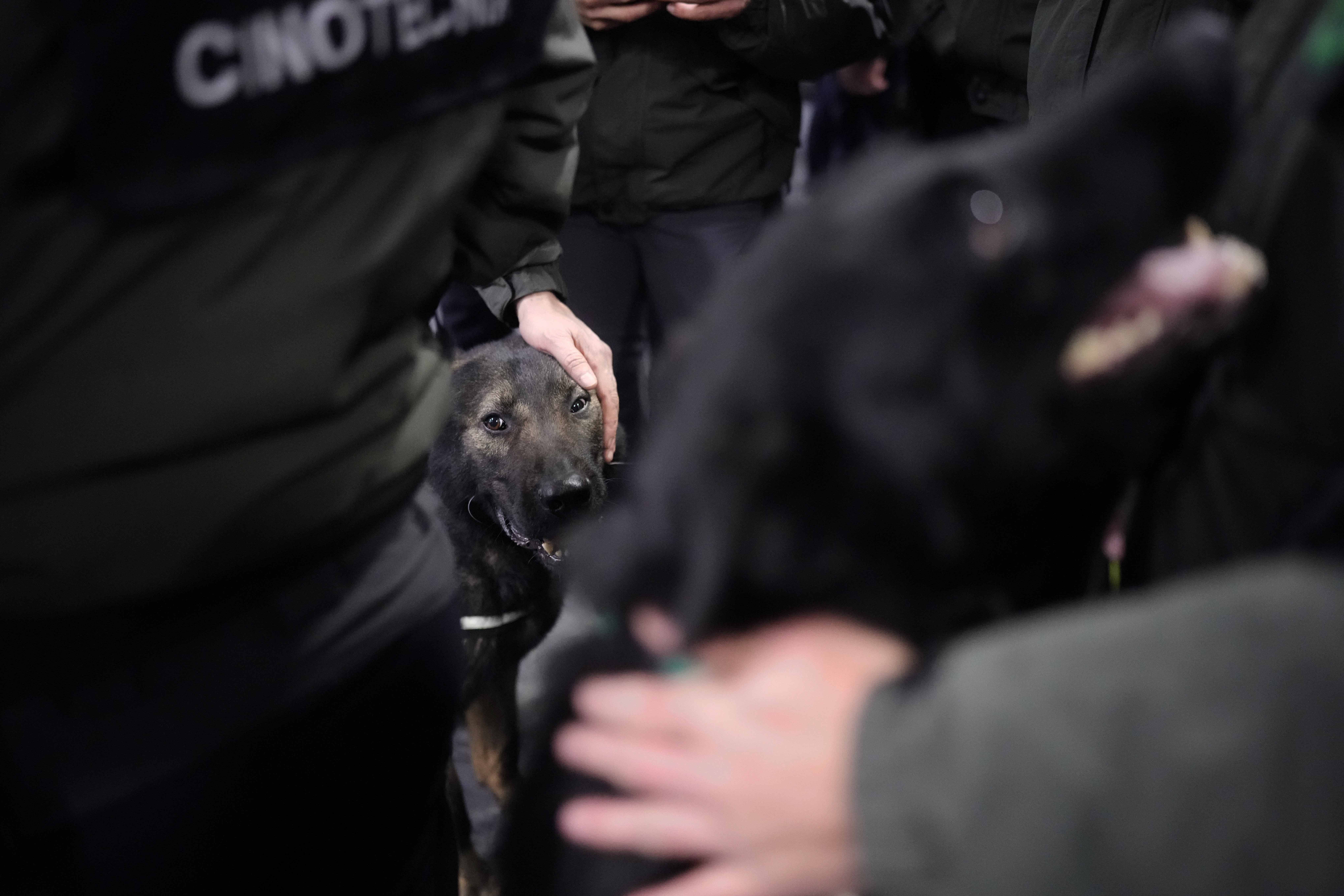 Οι τετράποδοι ήρωες που «οσφραίνονται τη ζωή» στα χαλάσματα της Τουρκίας-6