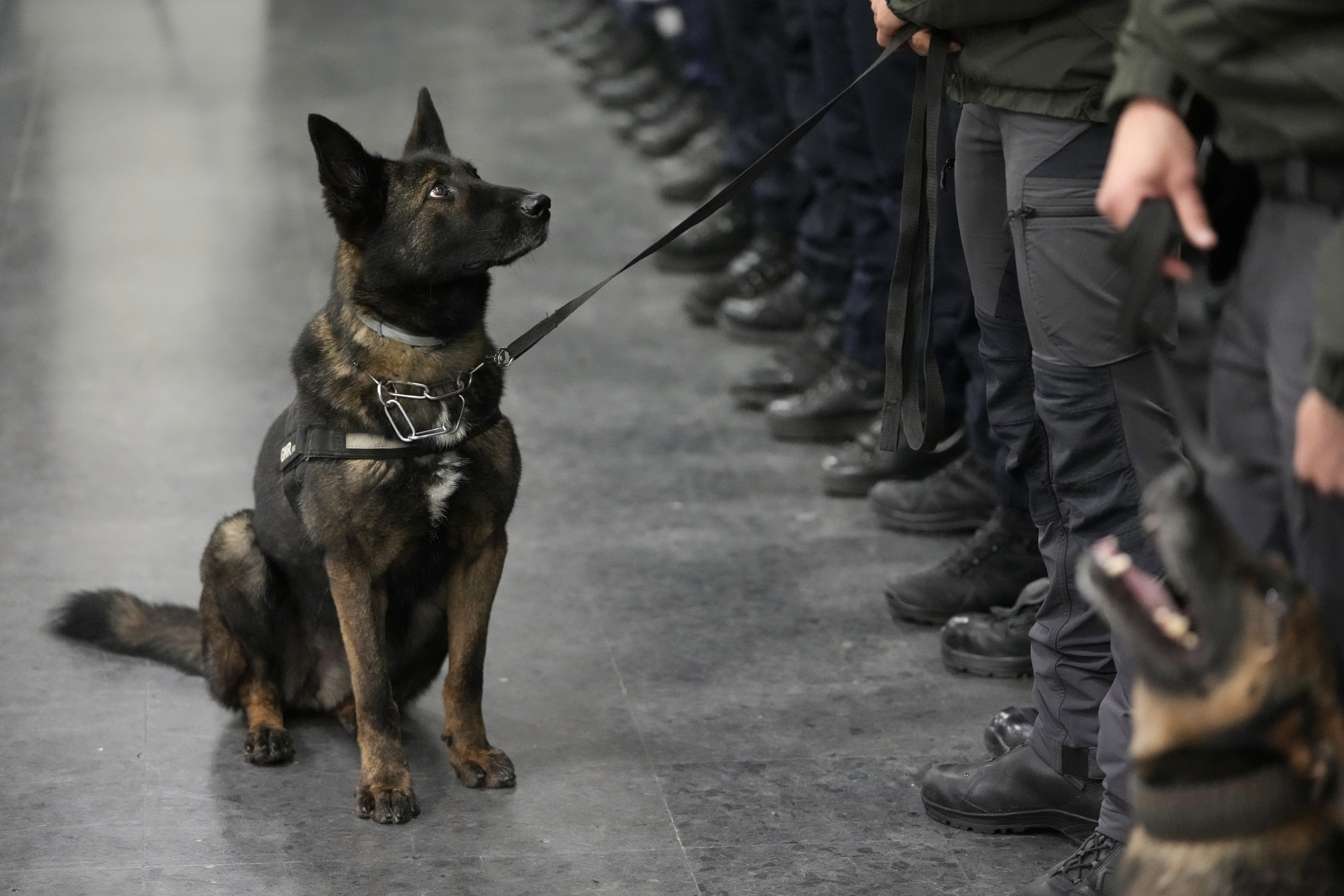 Οι τετράποδοι ήρωες που «οσφραίνονται τη ζωή» στα χαλάσματα της Τουρκίας-3