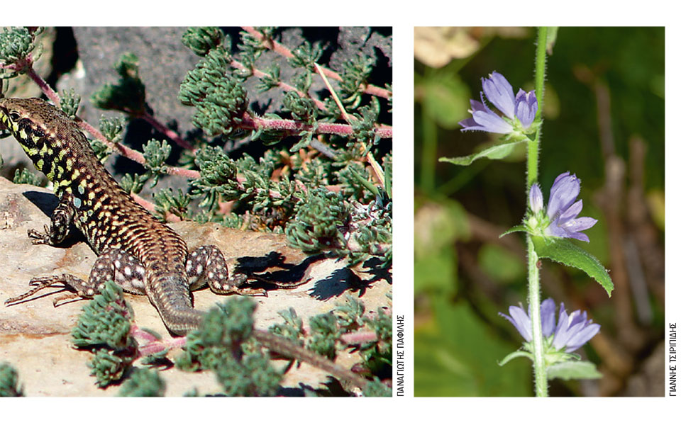 αναθεωρείται-το-κόκκινο-βιβλίο-με-τ-562260667