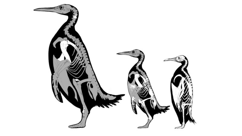 Το μεγαλύτερο είδος πιγκουίνου ανακαλύφθηκε στη Νέα Ζηλανδία-1