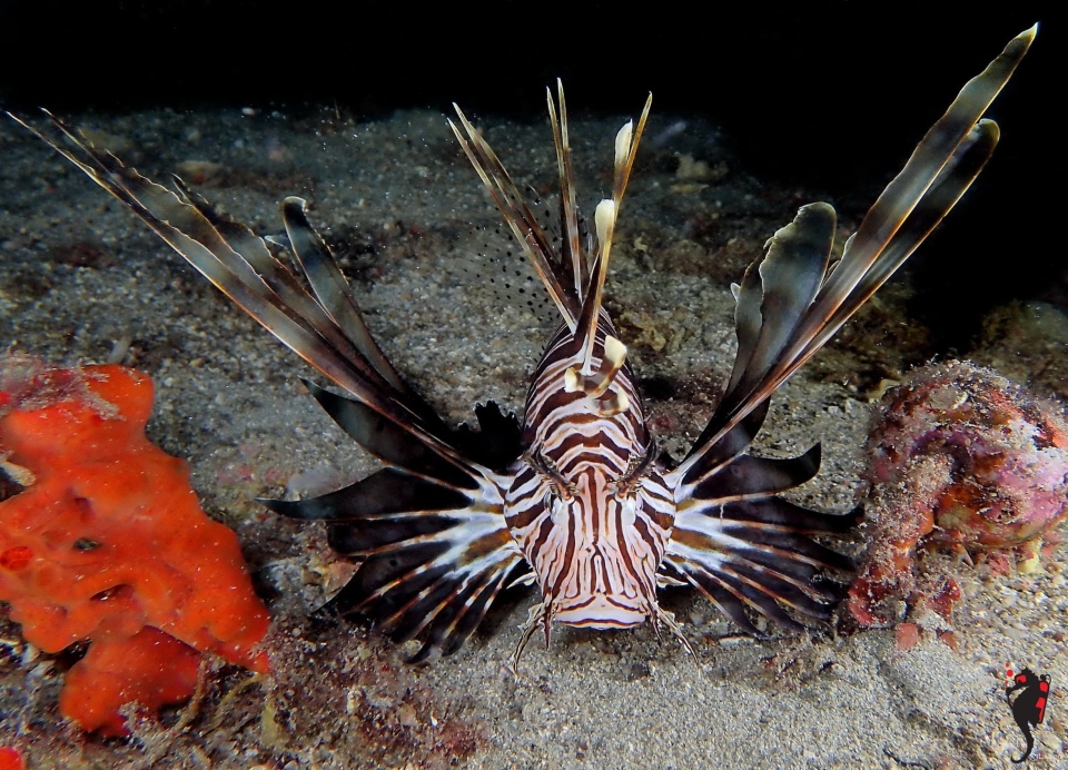 κι-αν-την-καθαρά-δευτέρα-φάμε-σαρδελόγ-562296301