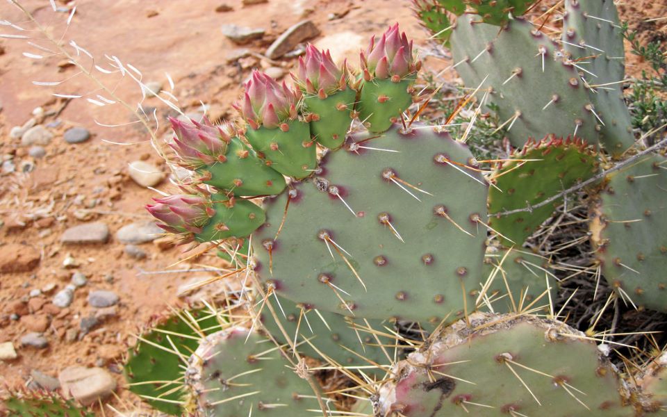 κλιματική-αλλαγή-κάκτοι-αντί-για-χιόν-562272463