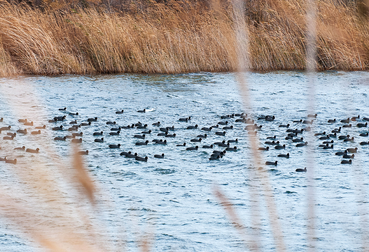Ραντεβού στου Σχινιά για ορνιθοπαρατήρηση-4