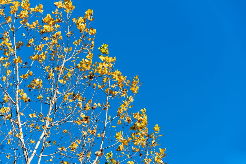 φυτεύτηκαν-τα-πρώτα-γενετικά-τροποπο-562290505