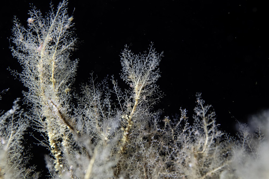 Η Rolex και μία μεγάλη ανακάλυψη στον βυθό της Αρκτικής-2