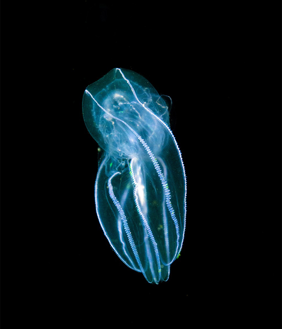 Η Rolex και μία μεγάλη ανακάλυψη στον βυθό της Αρκτικής-3