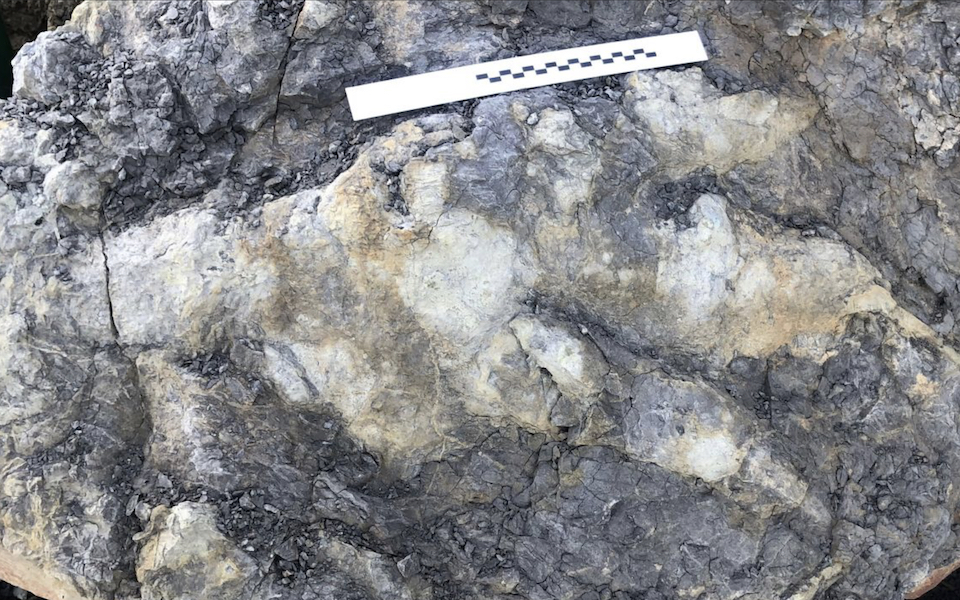 το-τεράστιο-αποτύπωμα-ενός-δεινοσαύρ-562281976