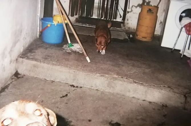 Ένας σκύλος πραγματικός… Μαθουσάλας-4