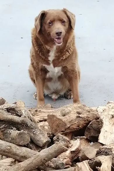 Ένας σκύλος πραγματικός… Μαθουσάλας-1