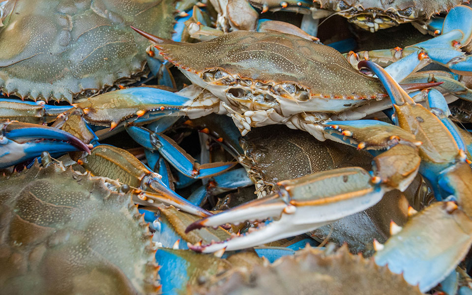 Τι συμβαίνει με τα μπλε καβούρια στο Κοτύχι-Πόσο επικίνδυνα είναι για τις ελληνικές λιμνοθάλασσες-1