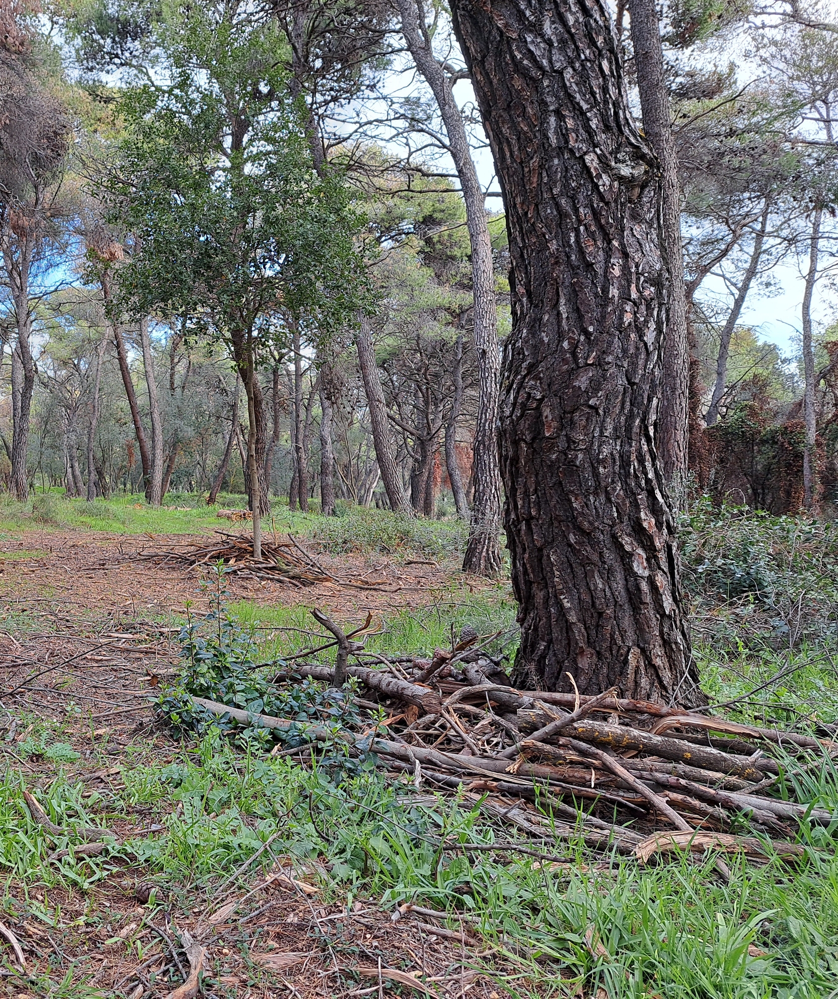 το-αλσος-συγγρού-παραδόθηκε-ανανεωμέ-562277074