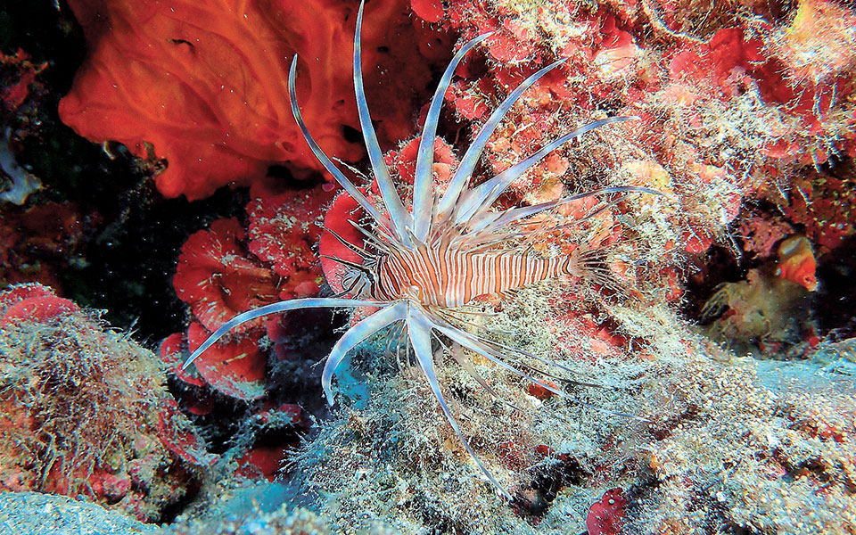 ξενικά-ψάρια-πιο-θρεπτικά-από-μπον-φιλ-562296190