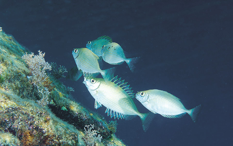 Ξενικά ψάρια, πιο θρεπτικά από μπον φιλέ-1
