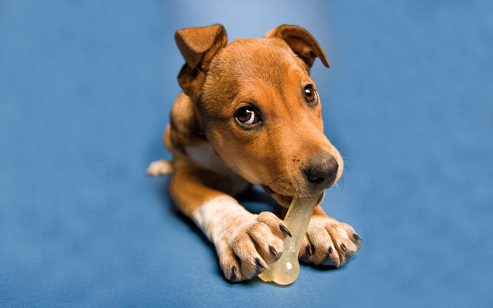 μήπως-ήρθε-η-ώρα-για-pet-pass-562258972