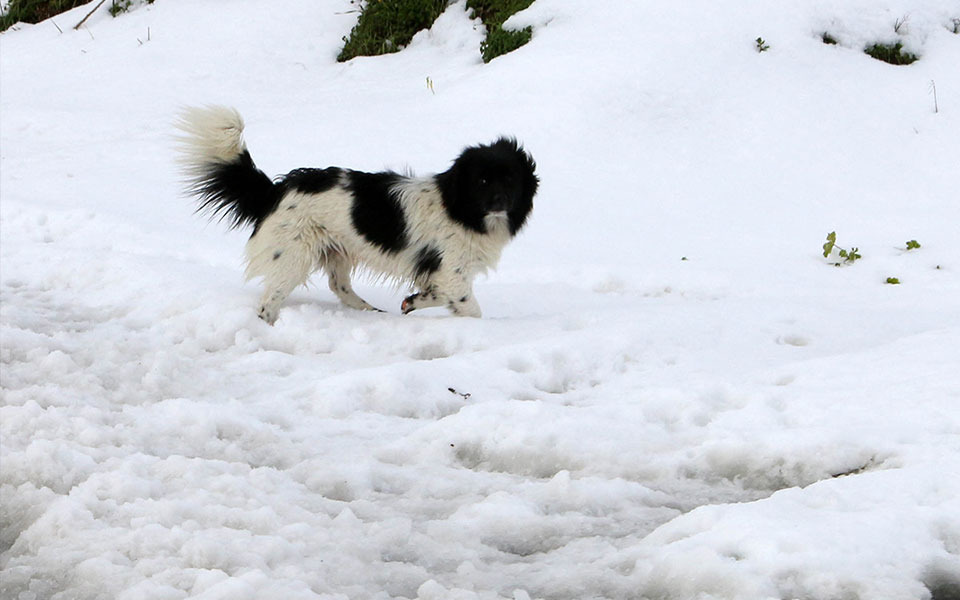 κρήτη-στα-λευκά-το-οροπέδιο-λασιθίου-562256785