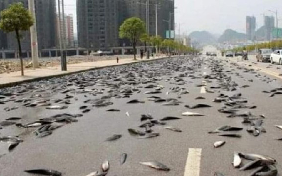 αυστραλία-εβρεξε-ψάρια-σε-κωμόπολη-562293682