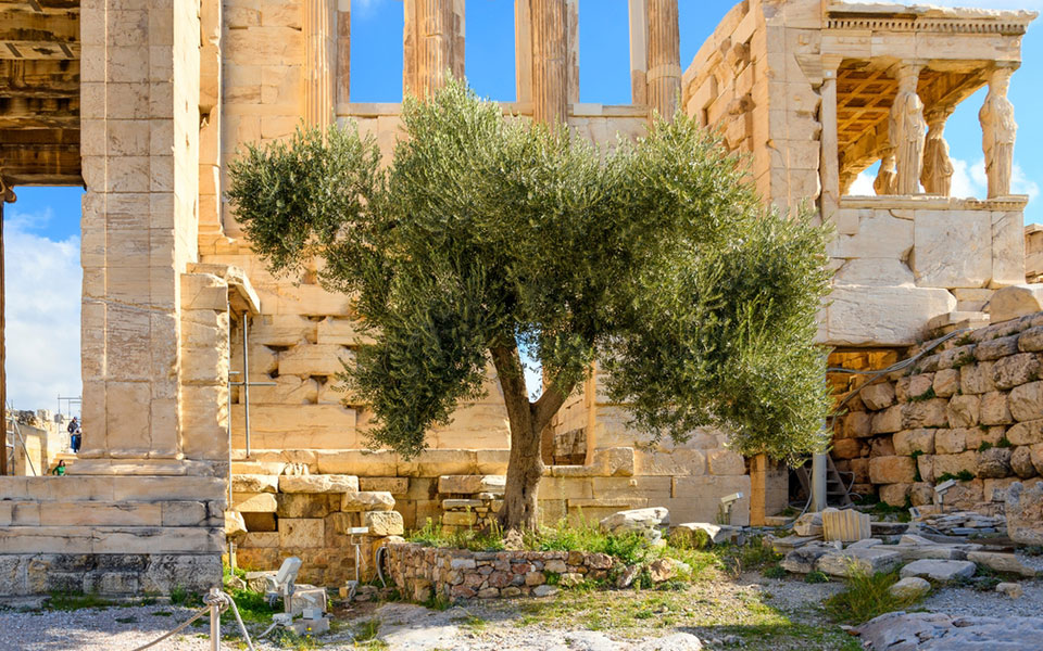 εκπαιδευμένοι-σκύλοι-και-ειδικές-κάμ-562258870