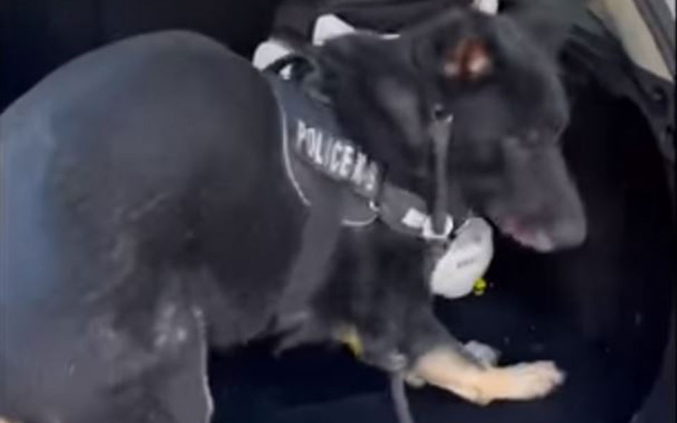 θεσσαλονίκη-σκύλος-ντετέκτιβ-ξετρύ-562264804