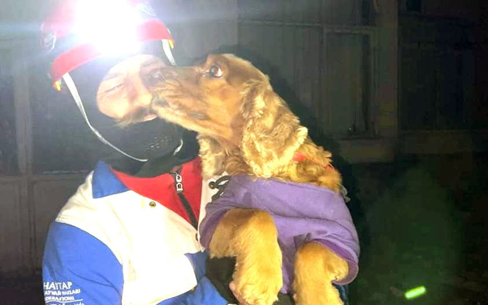 Διασώζοντας ζώα από τα συντρίμμια: «Έμειναν χωρίς τροφή και νερό δίπλα στους νεκρούς ιδιοκτήτες τους»-1