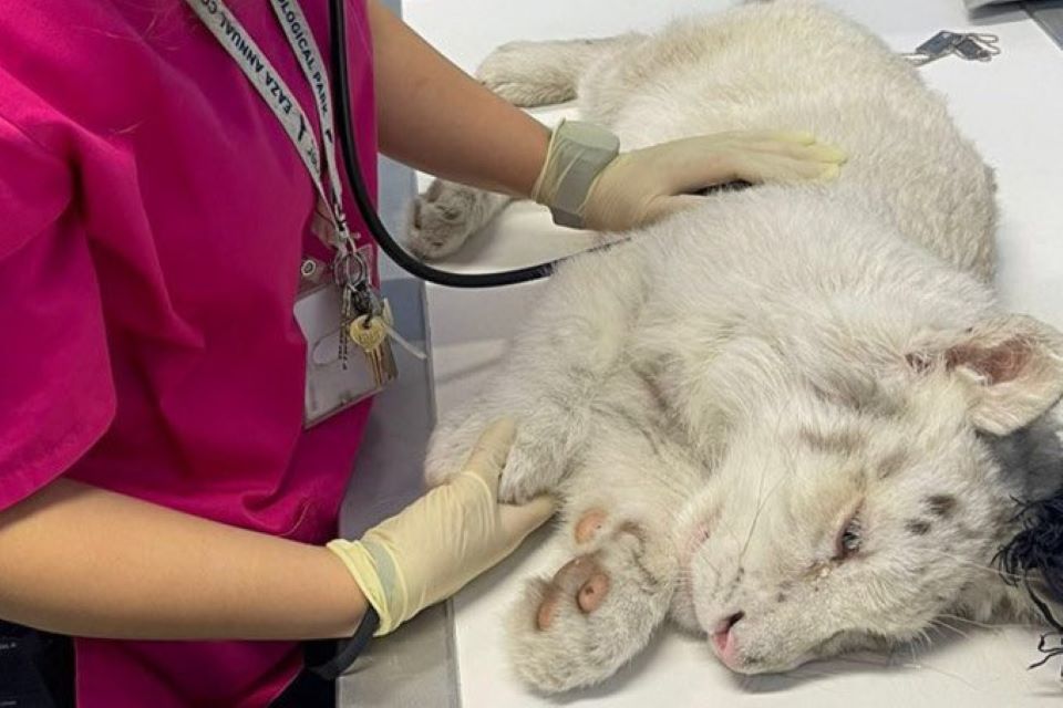 αττικό-πάρκο-εγινε-ευθανασία-στο-λευκ-562319452