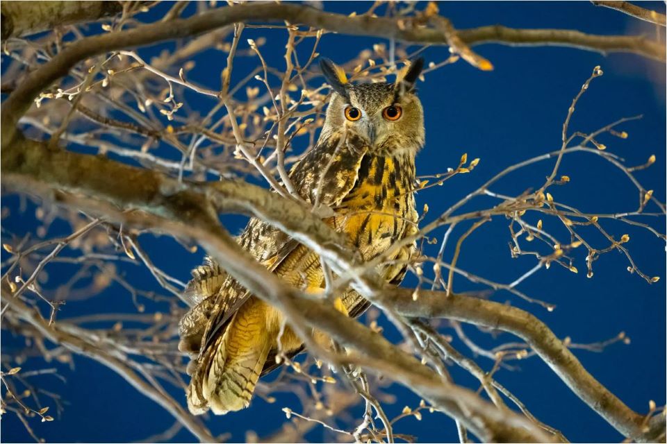 φλάκο-η-κουκουβάγια-που-κέρδισε-την-ελ-562310815