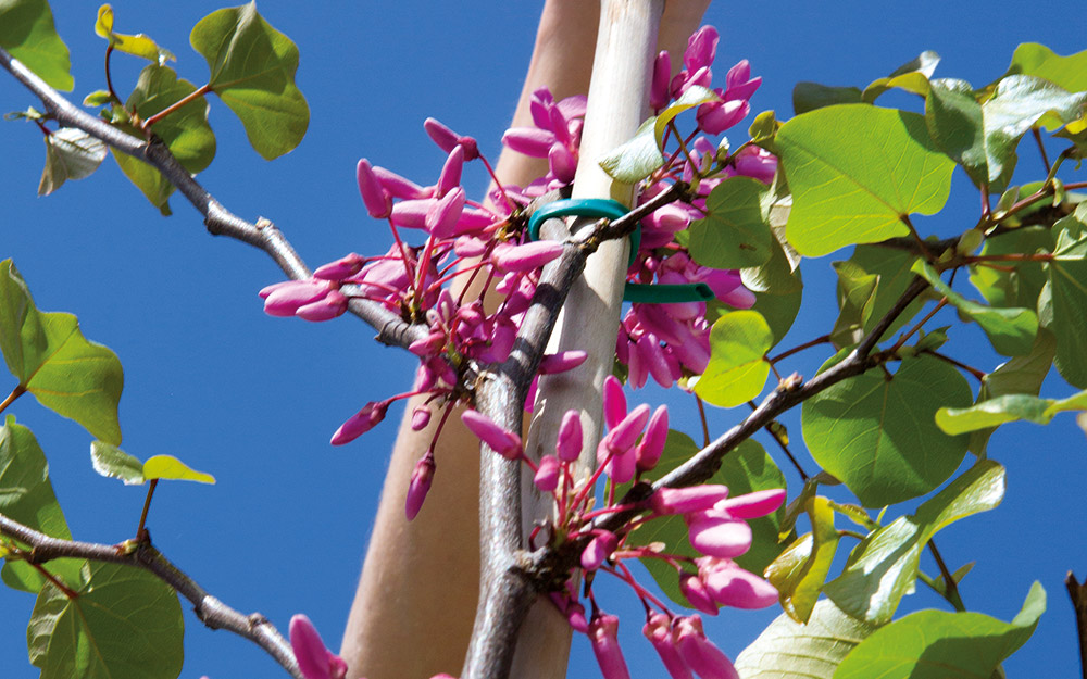 κουτσουπιά-το-φυτό-που-κάνει-πιο-γλυκέ-562314511