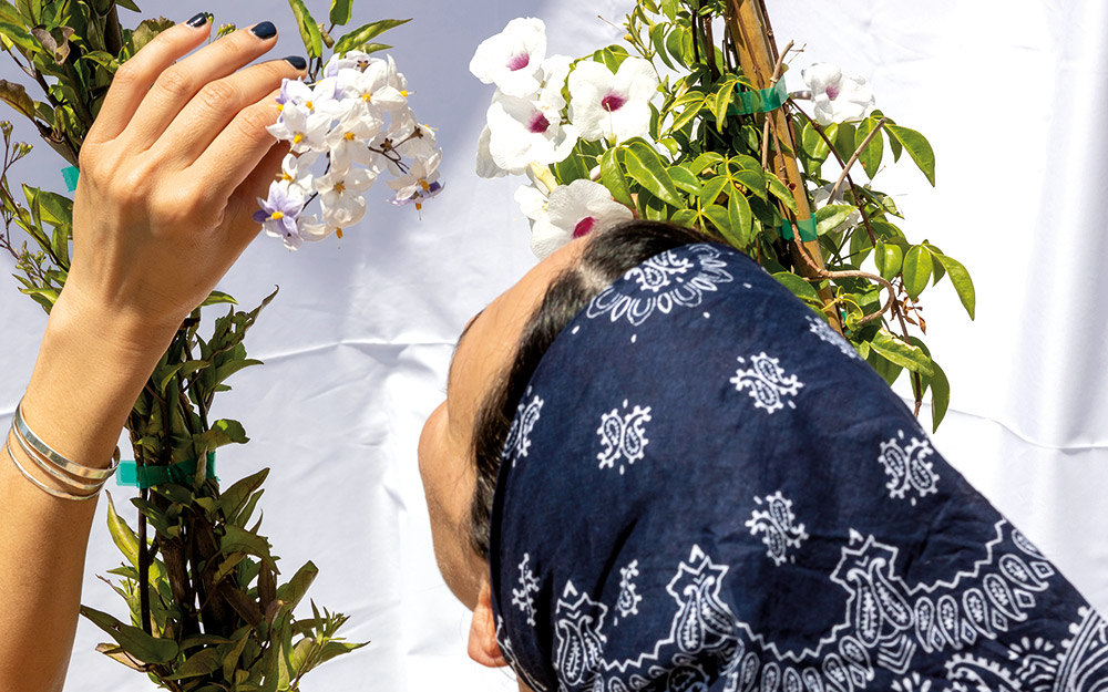 πανδωρέα-το-φυτό-που-θα-ανανεώσει-τον-κ-562316752