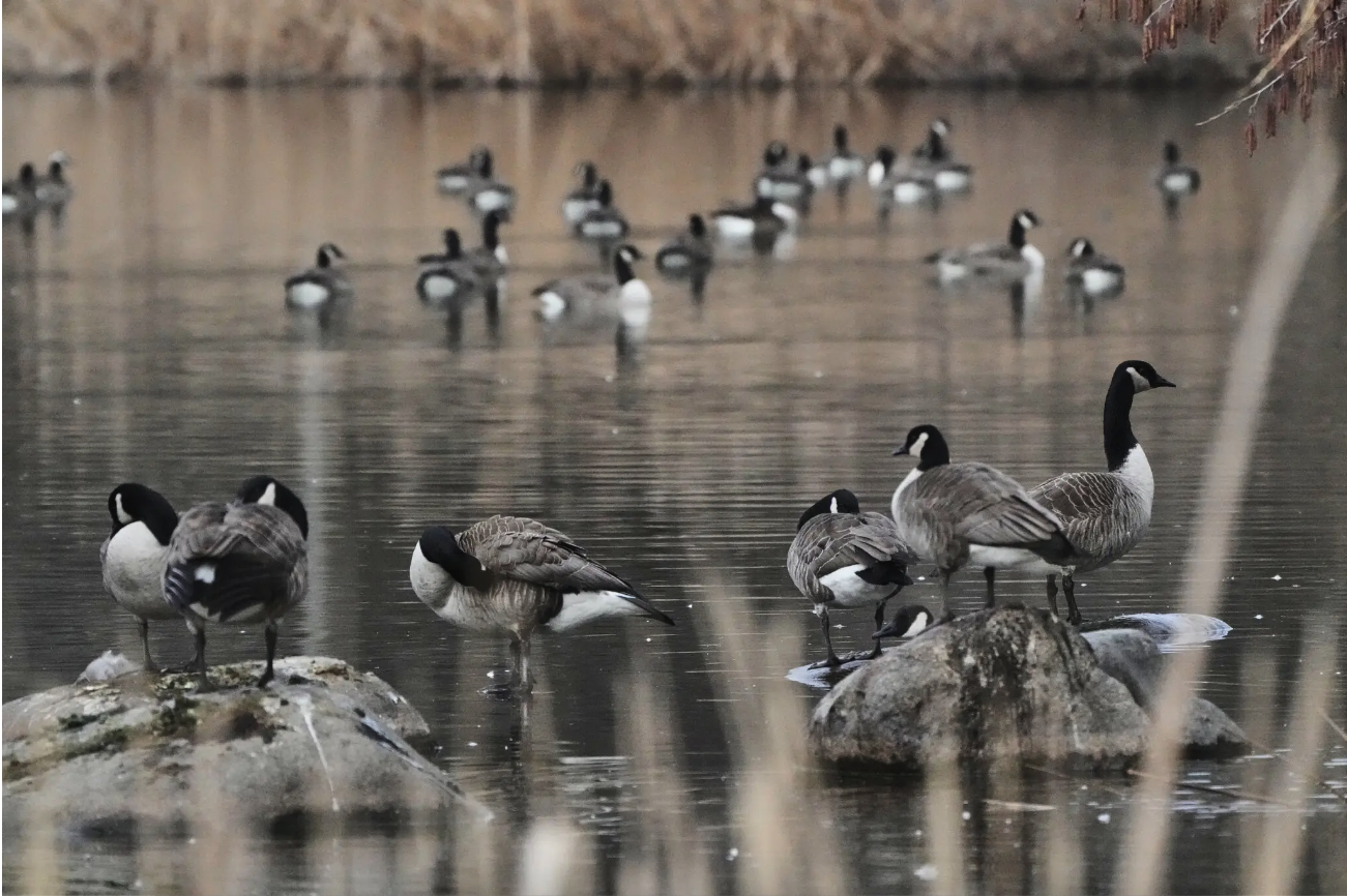 ιπτάμενοι-οιωνοί-της-κλιματικής-αλλα-562331554