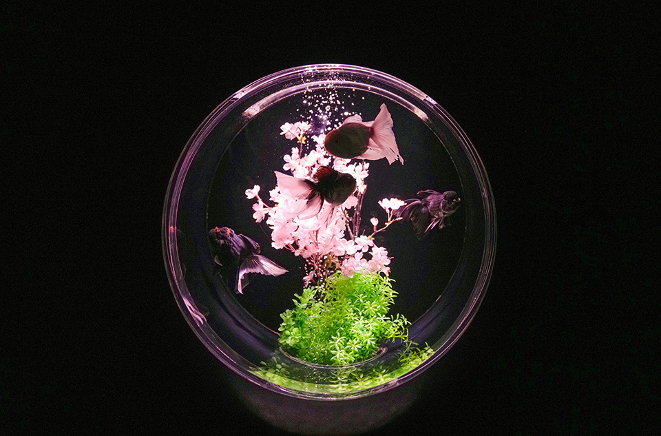 χρυσόψαρα-στον-αέρα-562305106