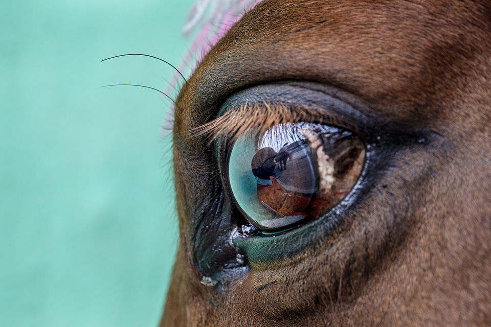 Τα ψάρια σώθηκαν-2