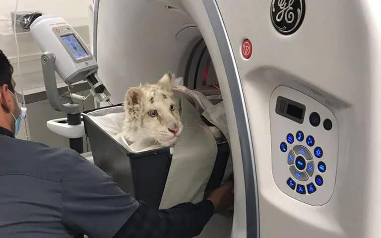 εκκληση-από-την-πανελλήνια-φιλοζωική-562338988