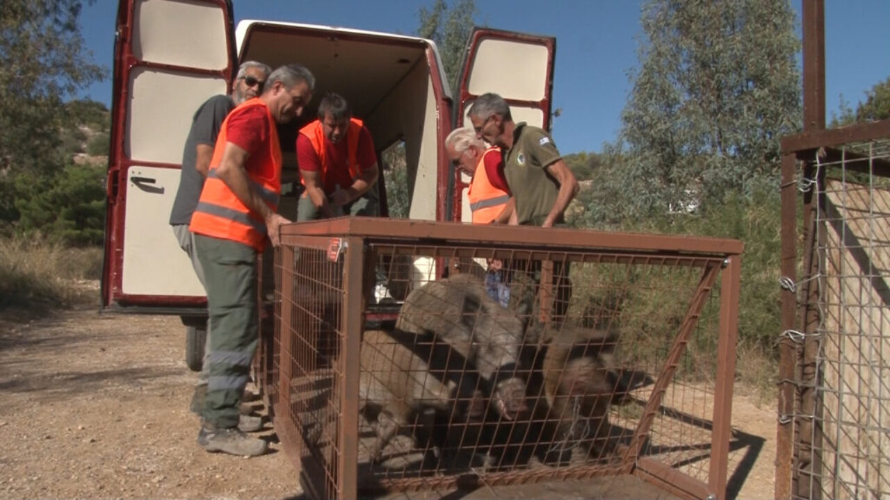 πληθαίνουν-τα-άγρια-ζώα-στην-αττική-αγ-562342162