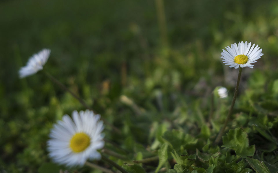 ανοιξιάτικος-ο-καιρός-σήμερα-ηλιοφά-562346542