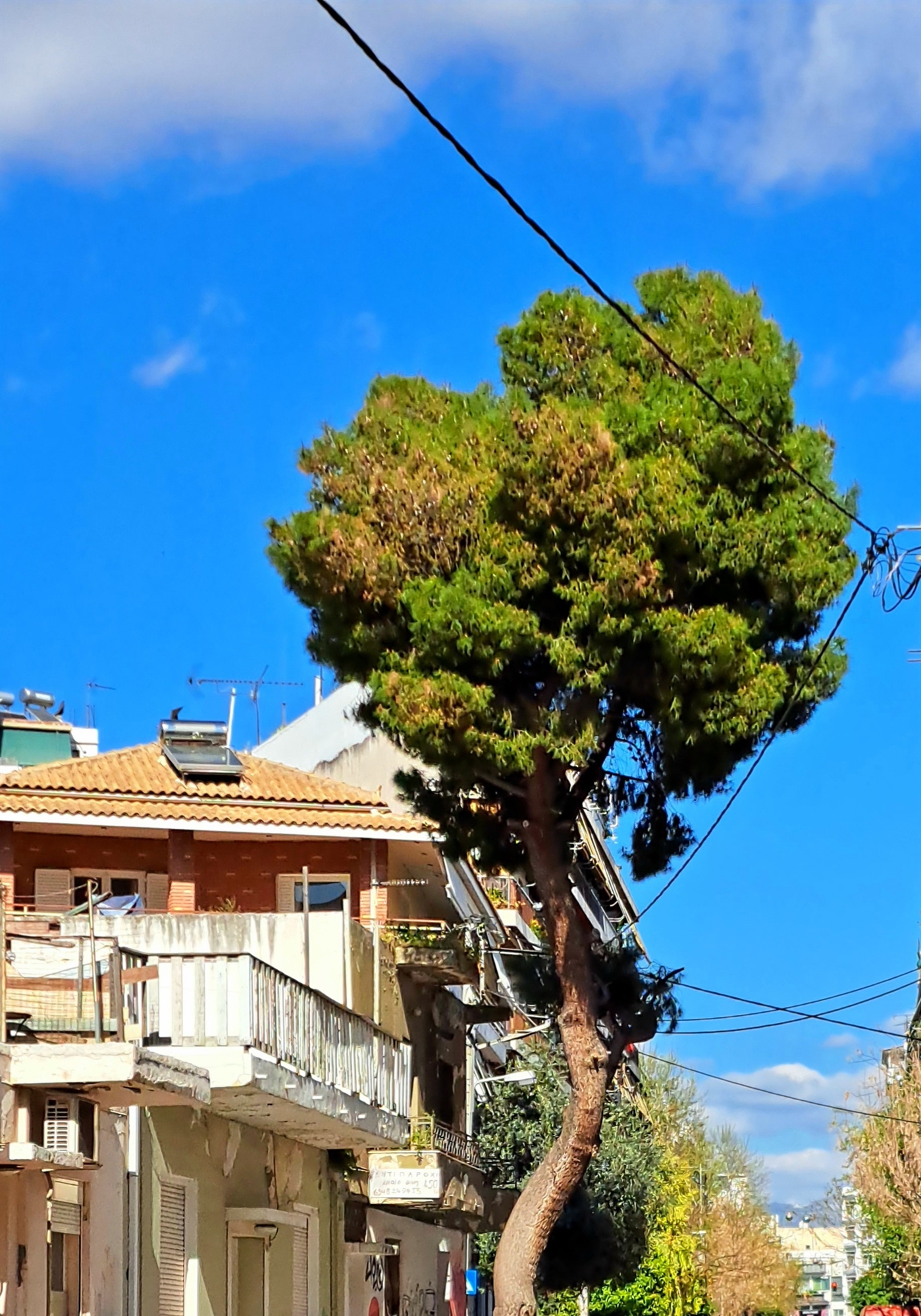 σπίτια-και-δέντρα-στην-ακαδημία-πλάτω-562338520