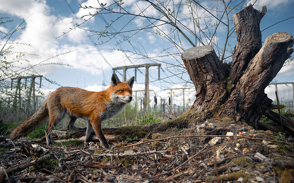 British Wildlife Photographer Awards: Η φύση της Βρετανίας σε όλο της το μεγαλείο-1