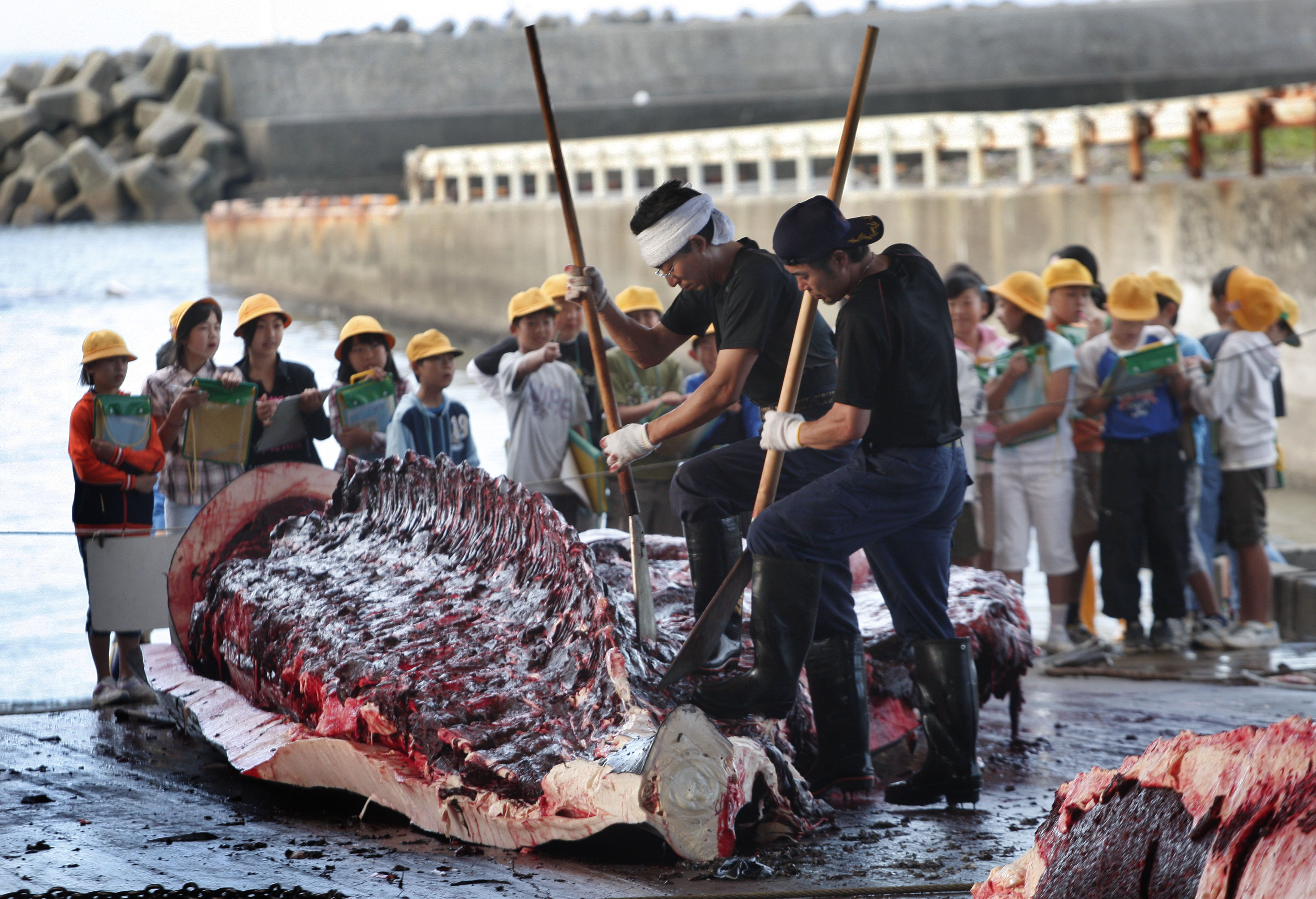 Ιαπωνία: «Εκστρατεία» προώθησης του κρέατος φάλαινας-2