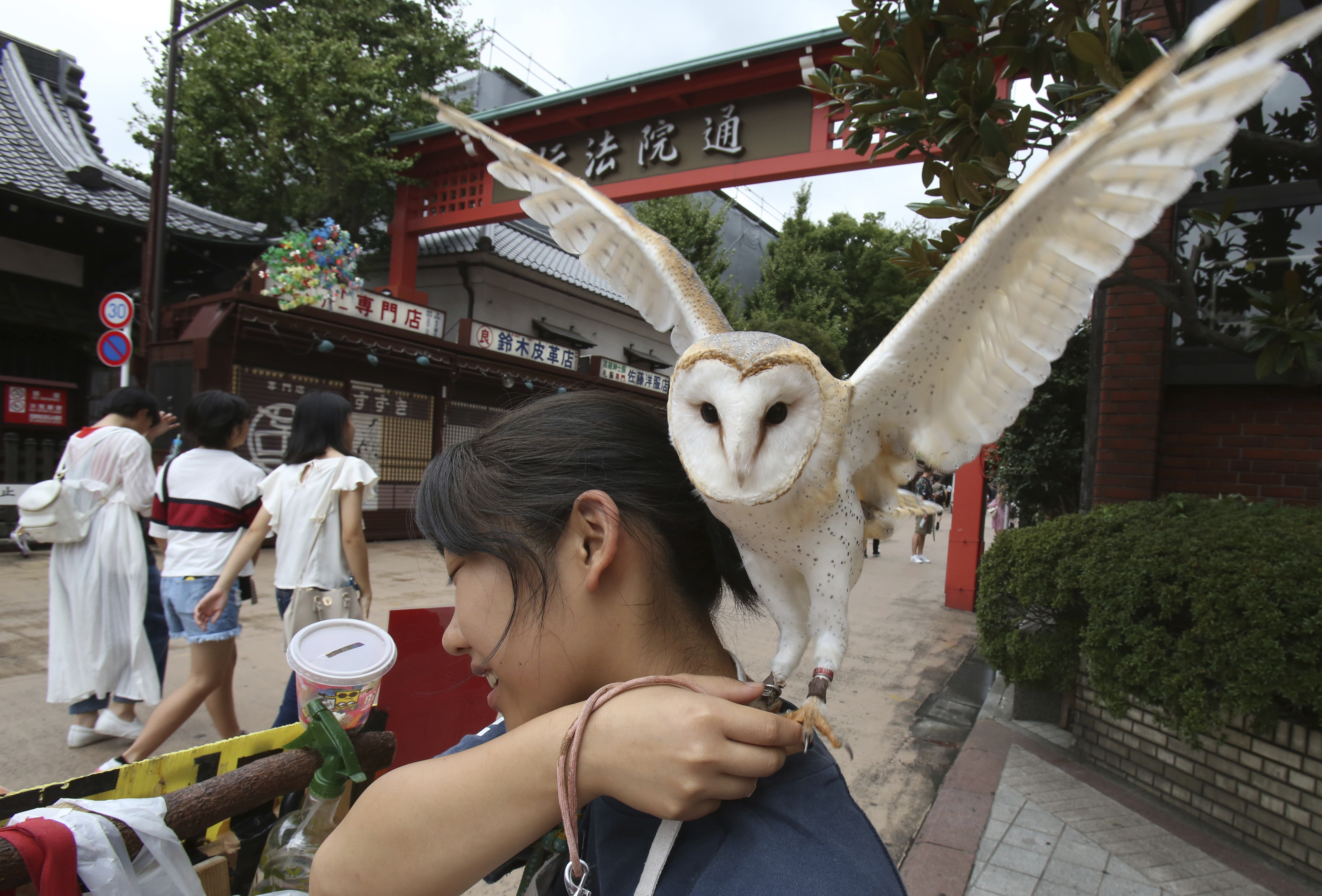 Ιαπωνία: Απειλούμενα στη φύση, διαθέσιμα για σέλφι-3