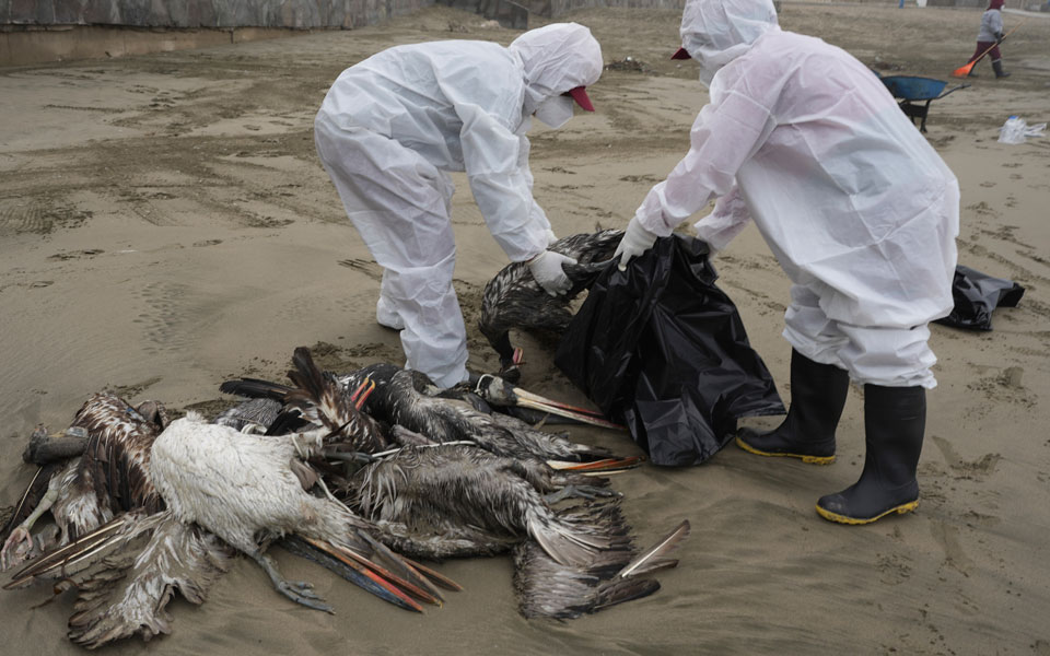 παγκόσμιος-οργανισμός-για-την-υγεία-τ-562310872