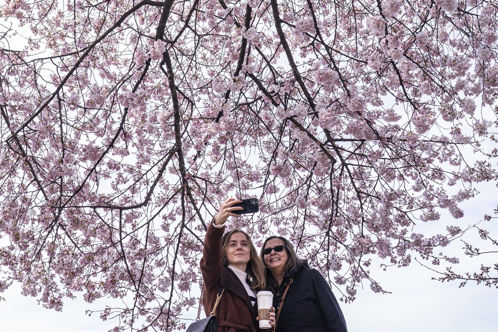 Πώς οι κερασιές της Ουάσιγκτον αψηφούν τον χρόνο-1