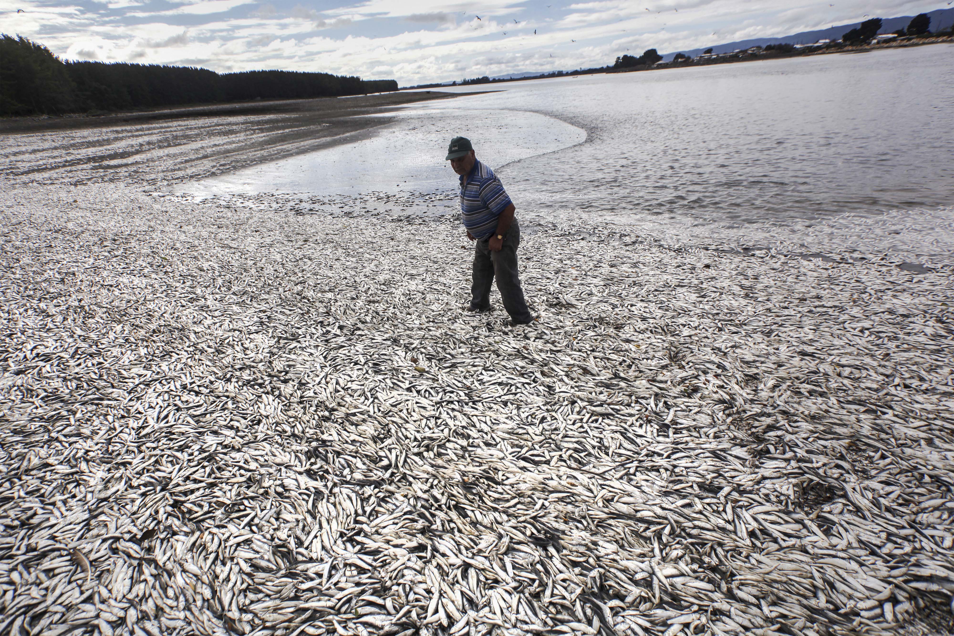 Τι είναι η «ερυθρά παλίρροια» και γιατί σκοτώνει τα ψάρια της Φλόριντα;-1