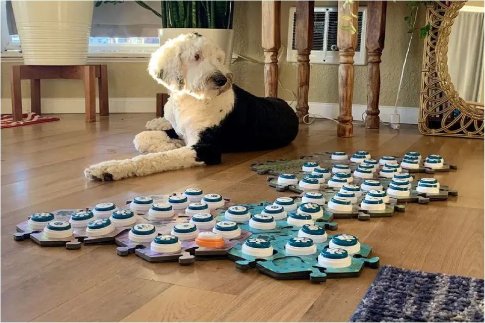 τελικά-μπορούν-οι-σκύλοι-να-επικοινων-562332880