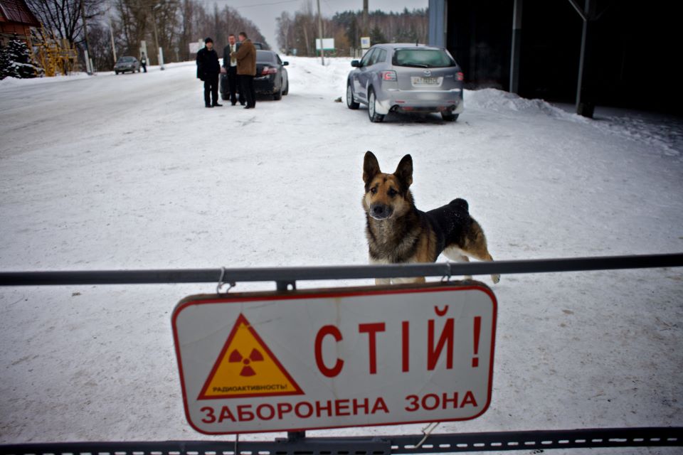 μπορούν-τα-σκυλιά-του-τσερνόμπιλ-να-μα-562311013