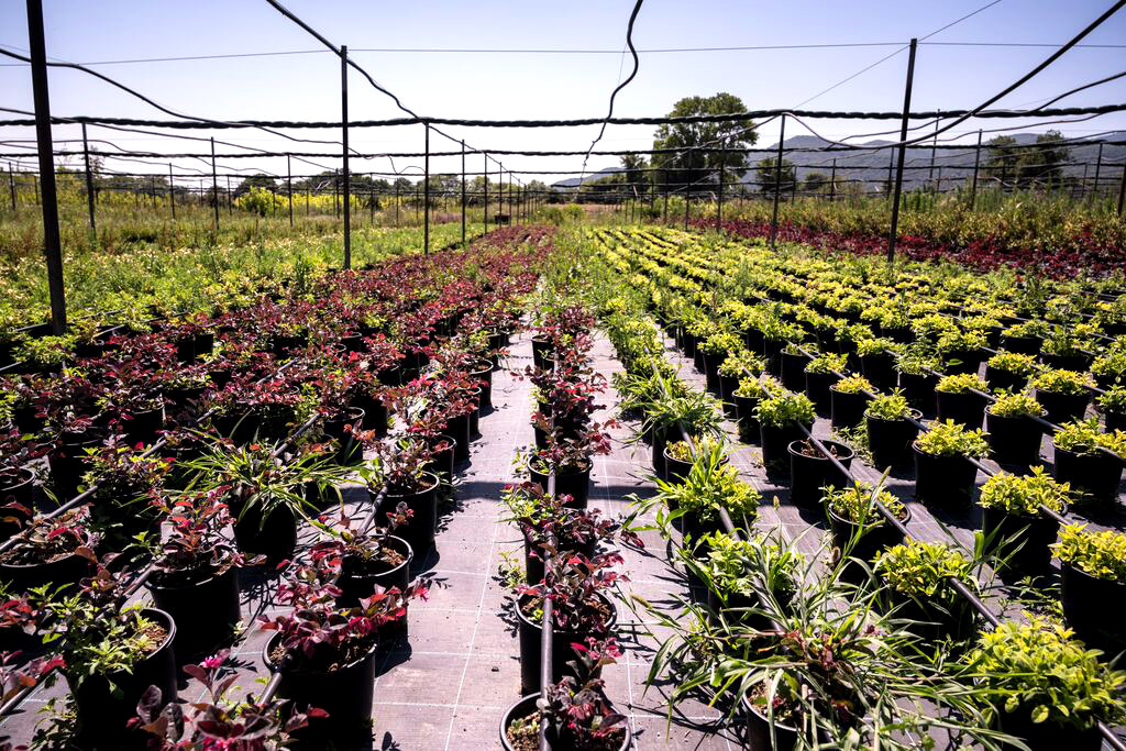 Ελληνικός Χρυσός: Αποκατάσταση και επιστροφή της γης στη φυσική της κατάσταση-1