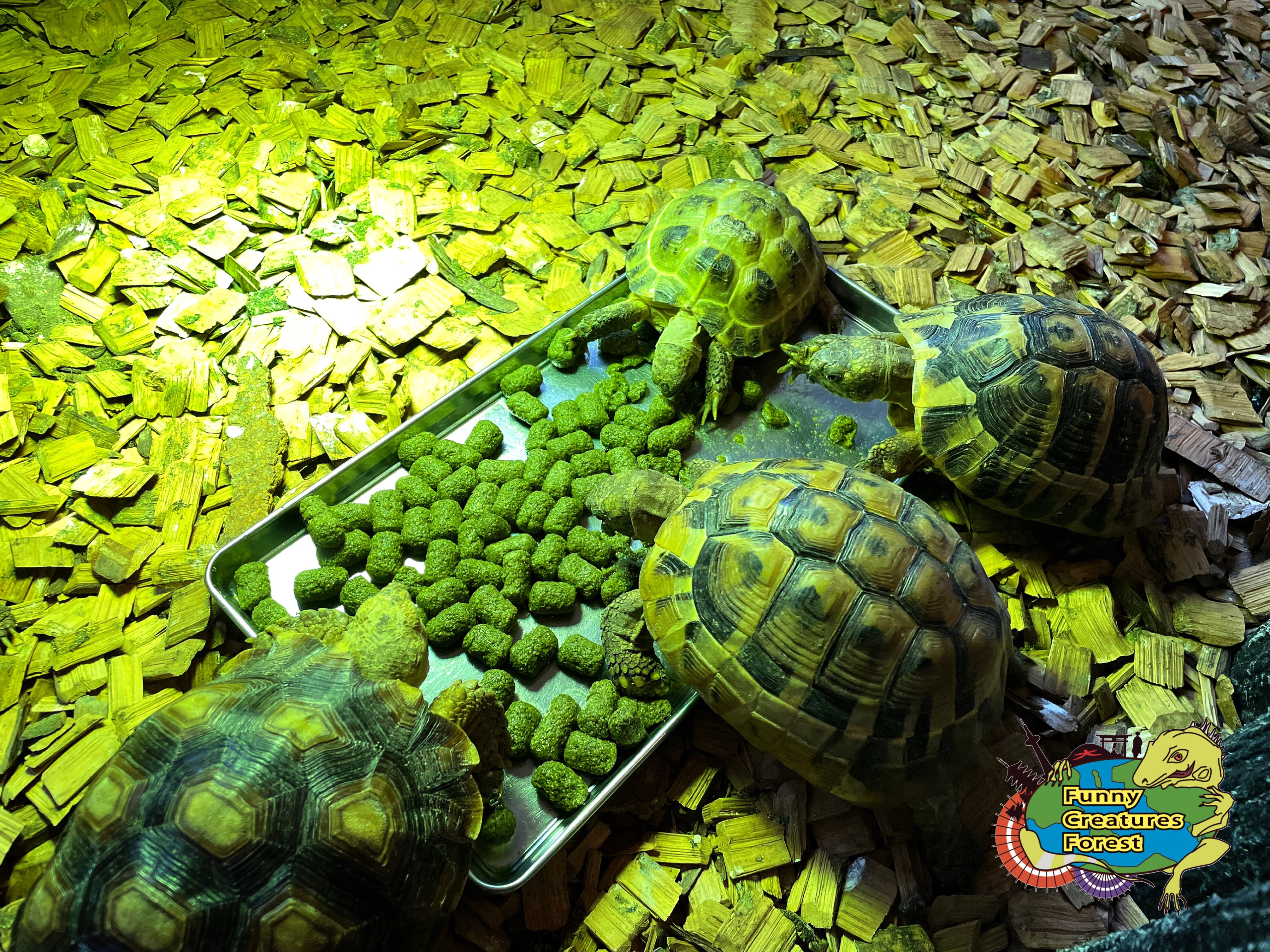 Ιαπωνία: Απειλούμενα στη φύση, διαθέσιμα για σέλφι-2