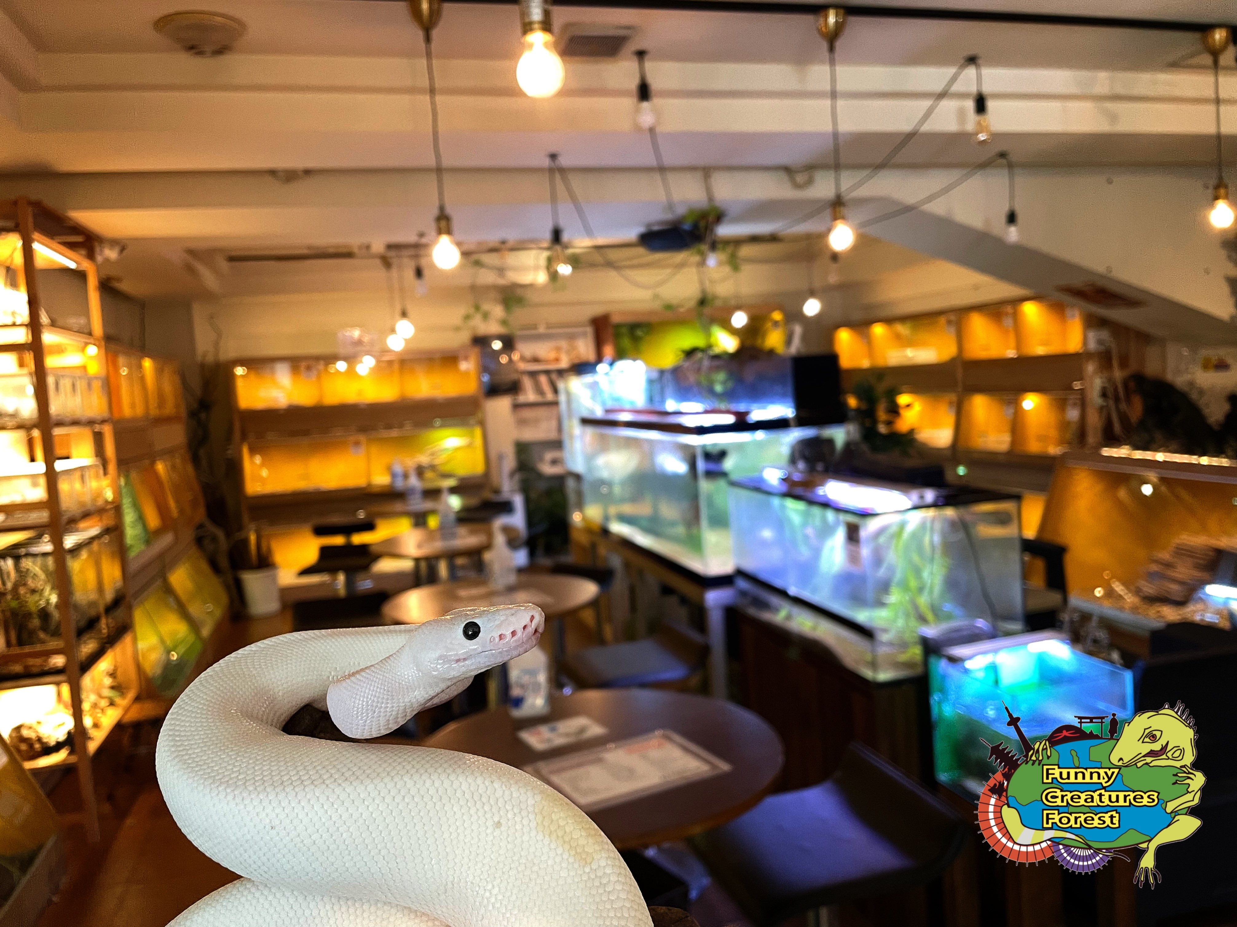 Ιαπωνία: Απειλούμενα στη φύση, διαθέσιμα για σέλφι-1