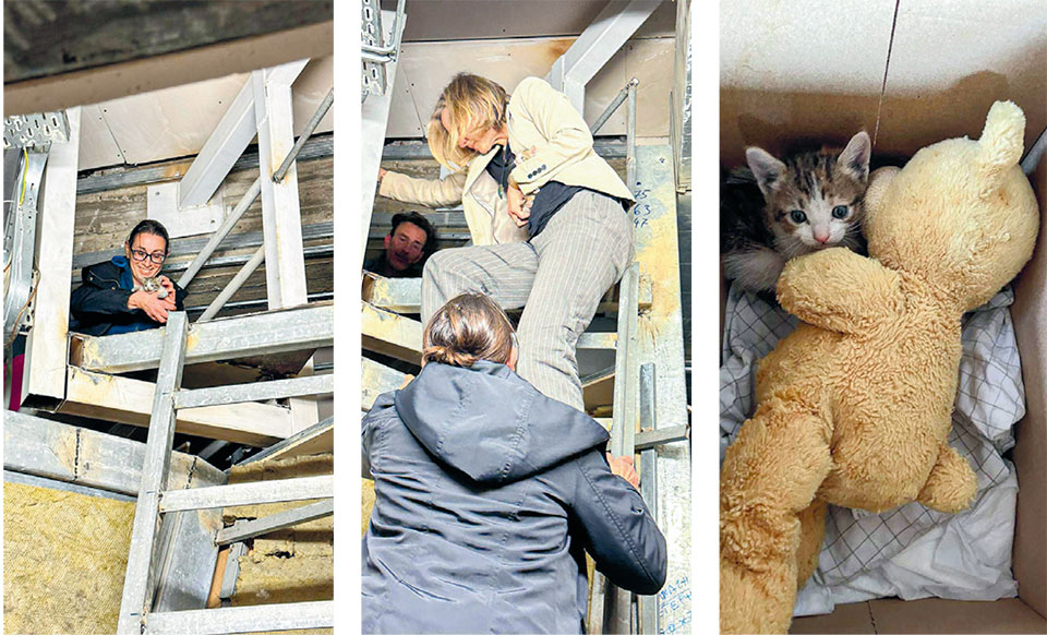 «Ματάκι», το γατί που διασώθηκε από σωλήνα εξαερισμού του Εφετείου-1