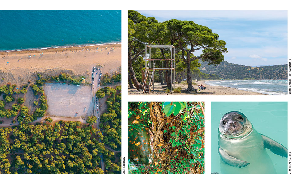 καταφύγιο-για-νανόκυκνους-το-δέλτα-το-562338730