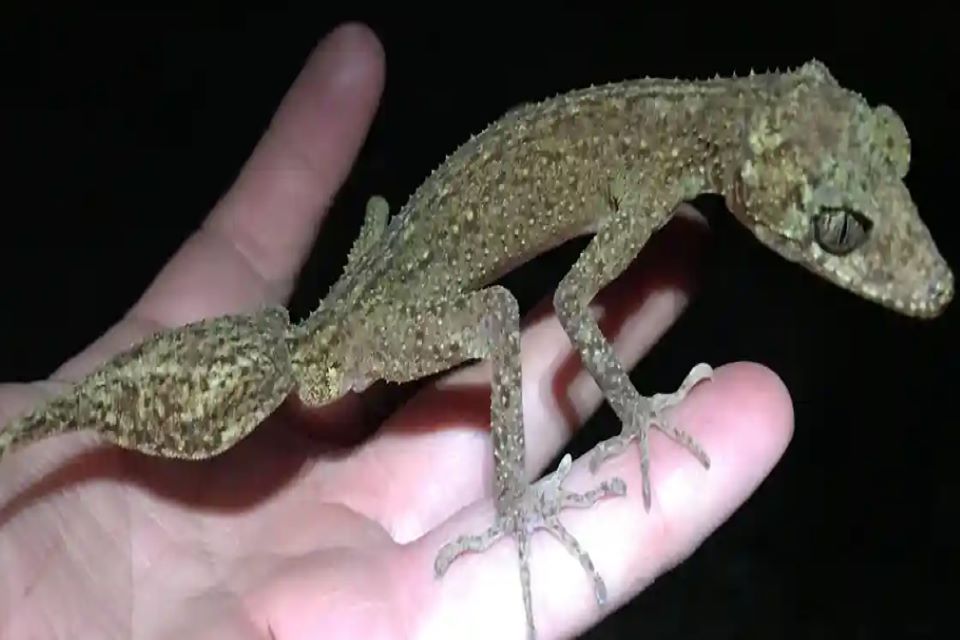 σα-μικροσκοπικός-δράκος-νέο-είδος-γ-562303123